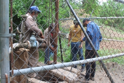 Rehabilitan el servicio de agua en El Palmar, Mocorito